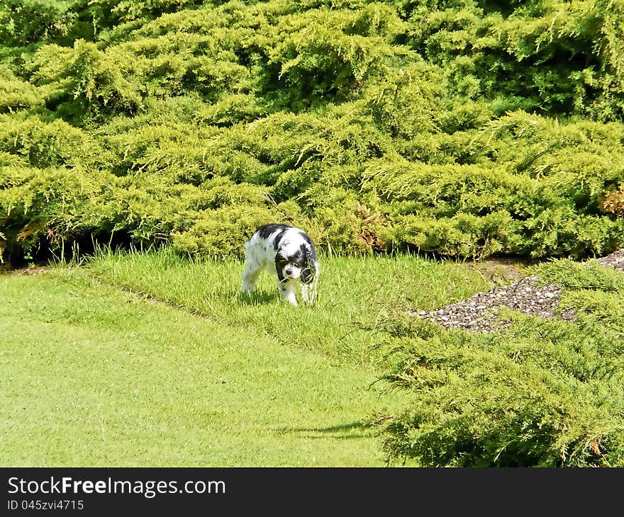 Dog plays under the pine trees. Dog plays under the pine trees