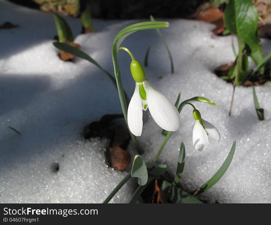 Close up of snowdrops in snow. Close up of snowdrops in snow