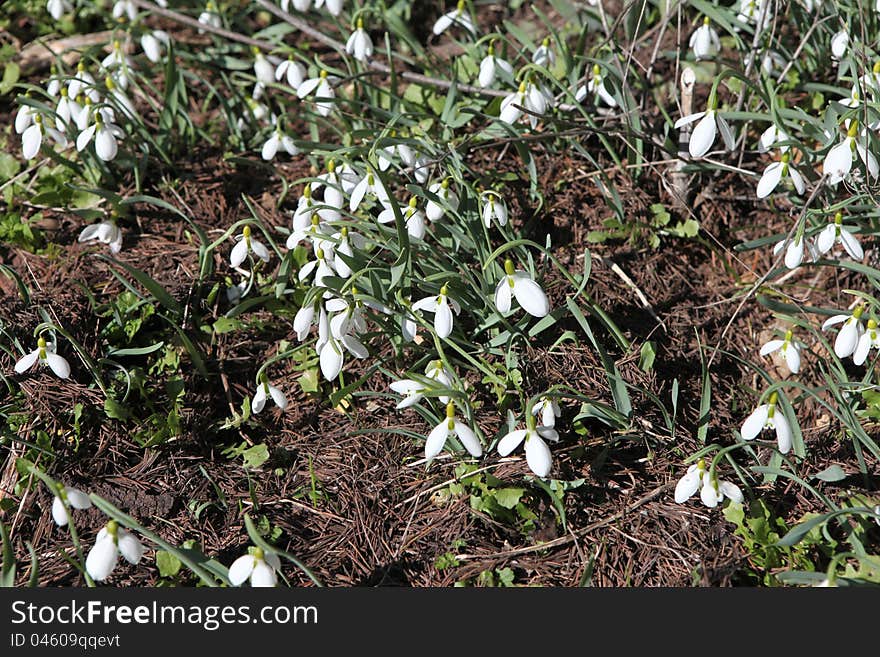 Close up of snowdrops in Nature.