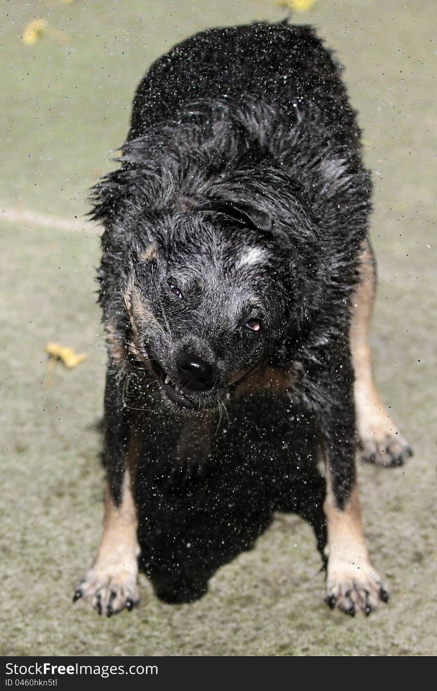 Appearance are deceiving, this is a beautiful purebred blue healer dog called Panda, however, I captured this photo of her just after a swim, that look nothing like her...needless to say she hasn't see it... I don't dare to...