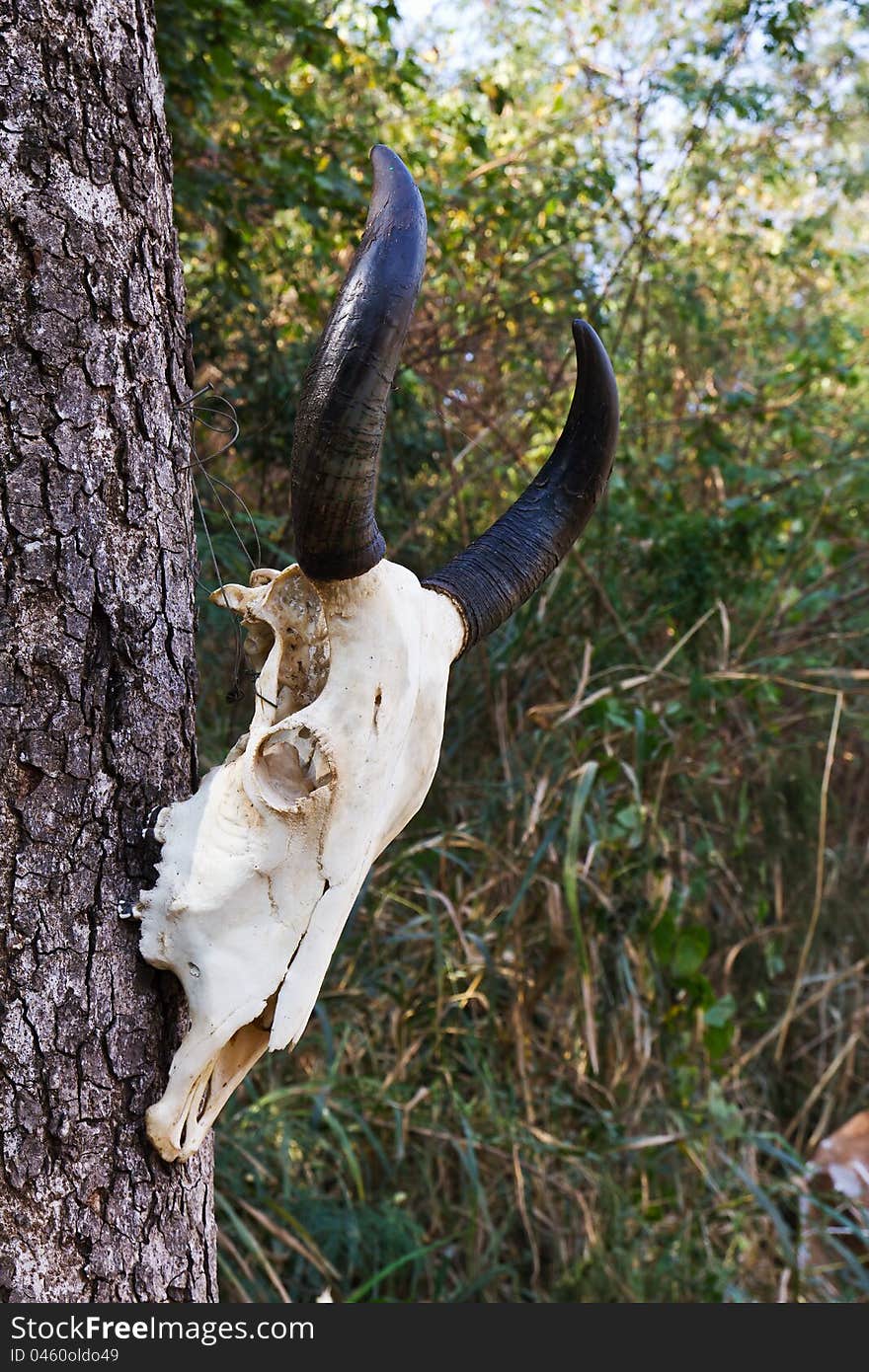 Skull buffalo hang on tree in forest