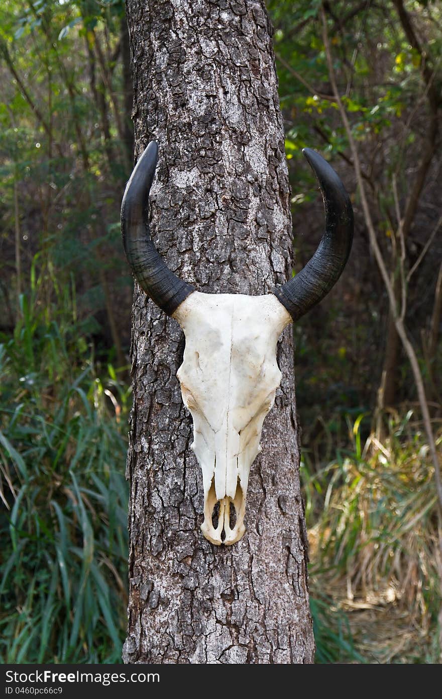 Skull buffalo hang on tree in forest