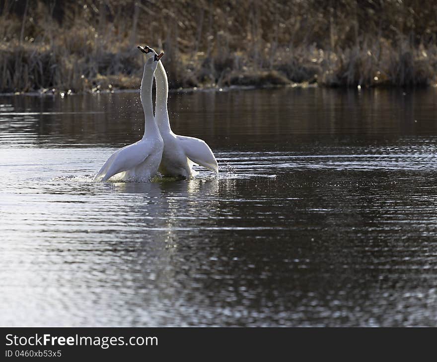 Swans Mating