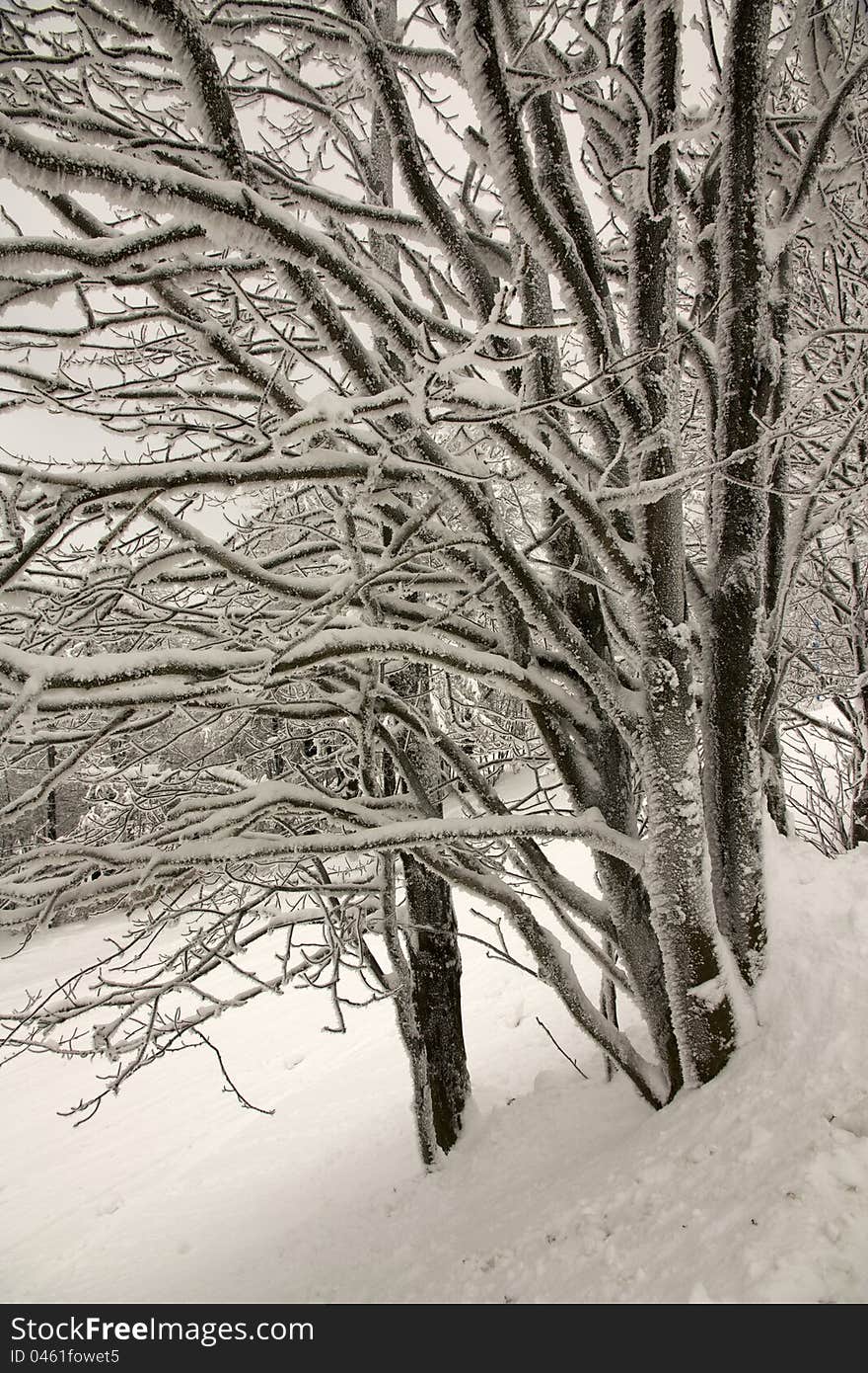 Snowy trees, trees coated with snow, close frostbitten trees, winter in the mountains, winter landscape detail