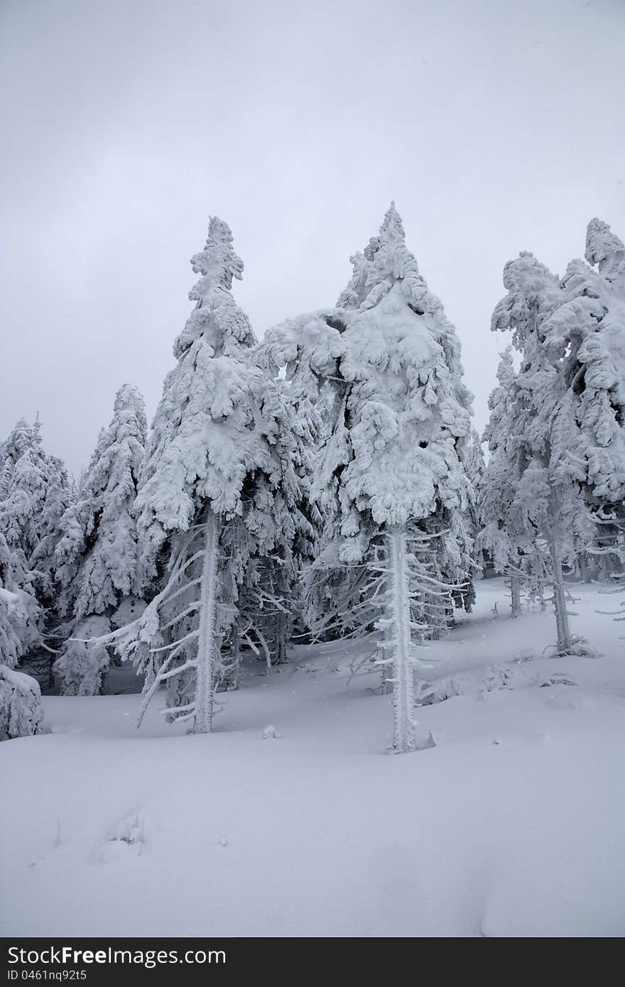 Trees coated with snow, overcast winter day, winter day in the mountains, winter landscape in detail, two snow-coated trees. Trees coated with snow, overcast winter day, winter day in the mountains, winter landscape in detail, two snow-coated trees