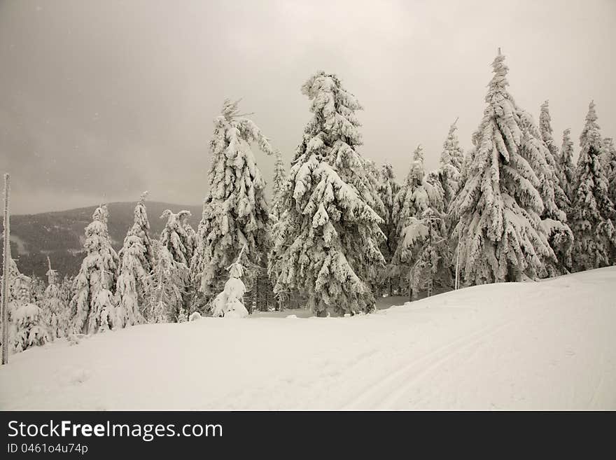 Overcast day in the mountains, the landscape is covered with a thick layer of snow, winter mountain landscape, Covered by Snow trees winter landscape details. Overcast day in the mountains, the landscape is covered with a thick layer of snow, winter mountain landscape, Covered by Snow trees winter landscape details