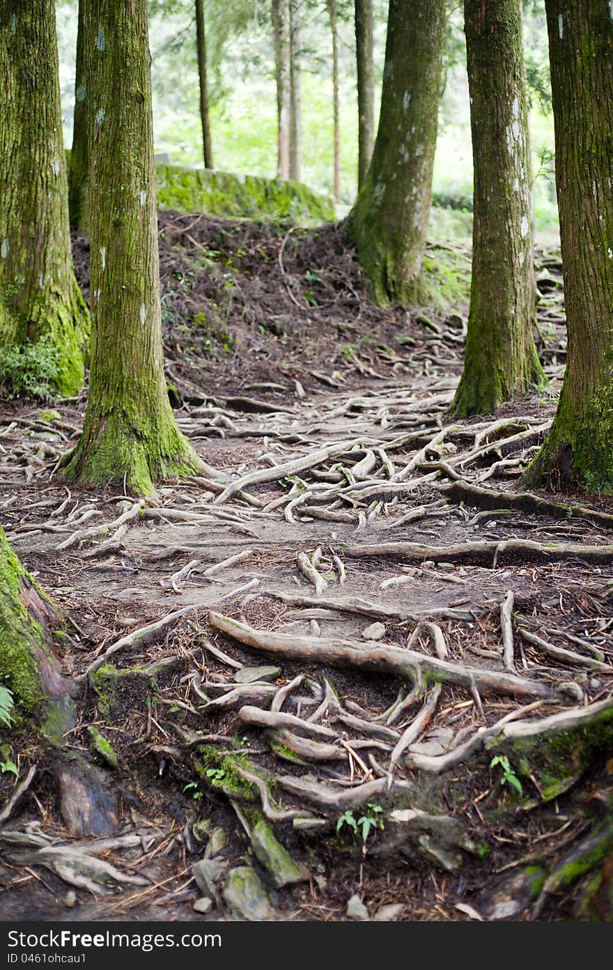 Tree stem and Tree root