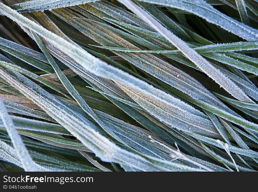 Burned or frostbitten grass, close-up on the frostbitten grass, morning frost, cold winter morning, green and brown grass Burned or frostbitten. Burned or frostbitten grass, close-up on the frostbitten grass, morning frost, cold winter morning, green and brown grass Burned or frostbitten