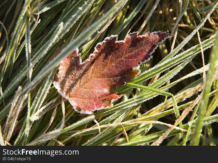 Frosted leaf on grass