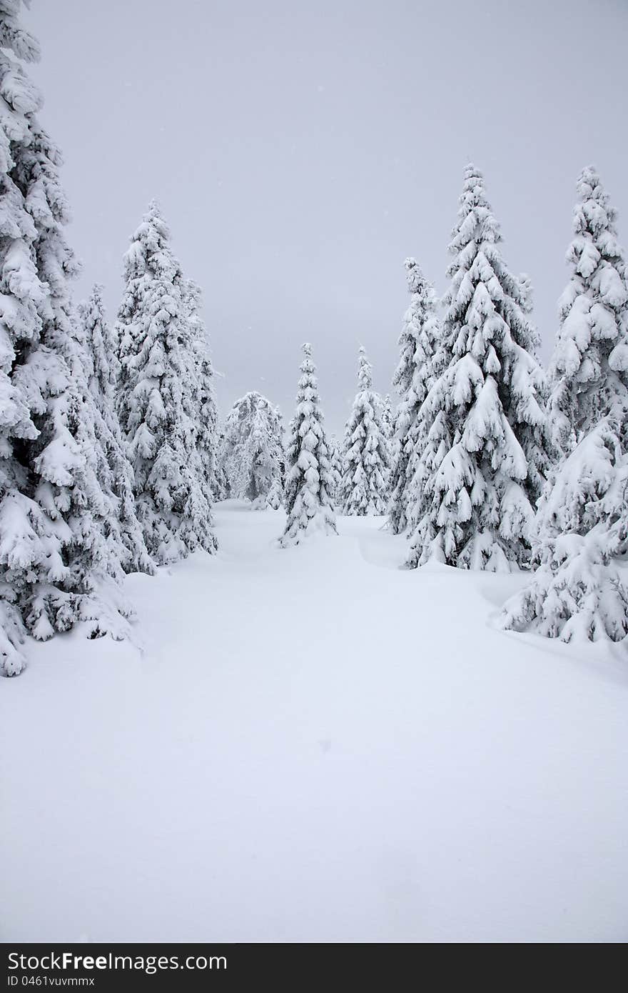 Frozen landscape of the Eagle Mountains, mountain landscape covered with snow, very snowy spruce, the branches bending under the weight of snow, overcast winter day in the mountains