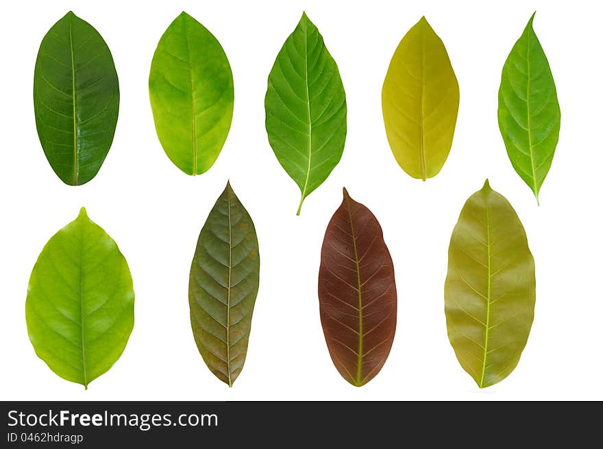 Leaf Set