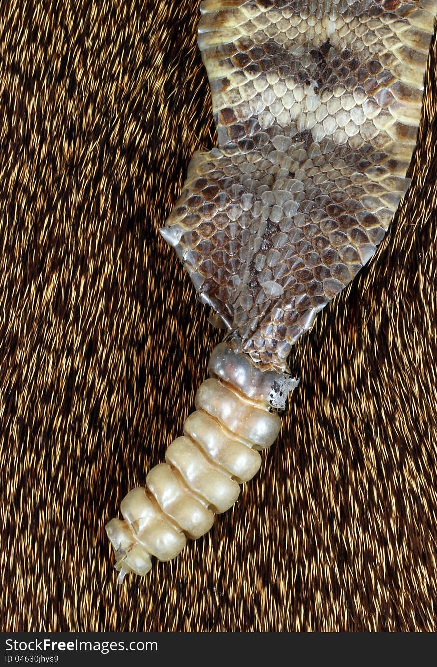 Close Up Detail Of Diamond Back Rattle Snake Skin With Rattle