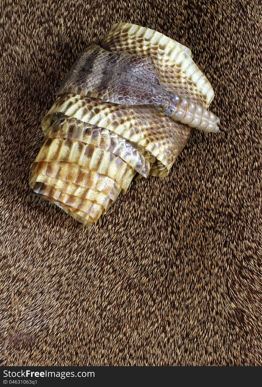 Close Up Detail Of Rolled Up Diamond Back Rattle Snake Skin With Rattle