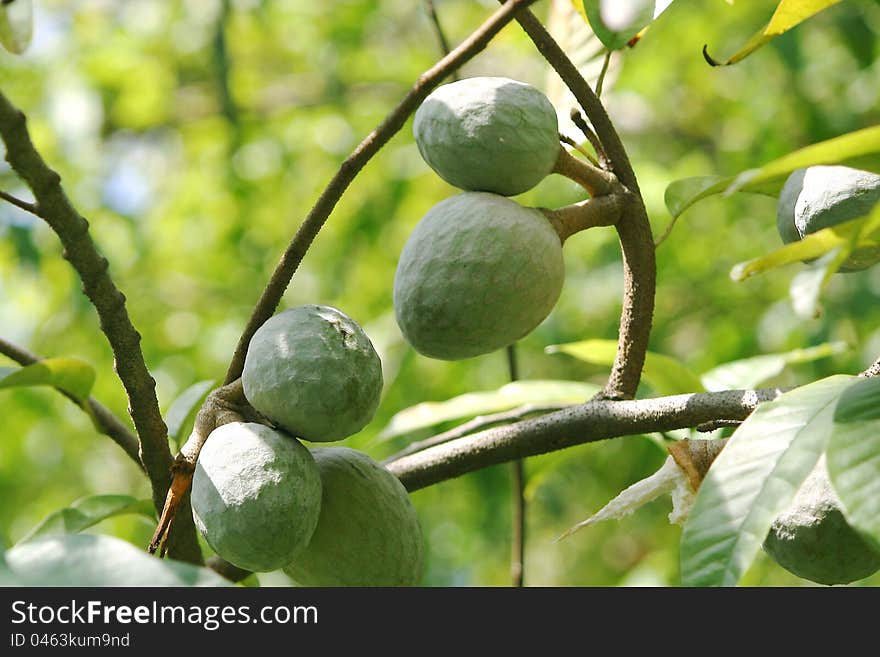 Ripening custard apple fruits on the tree branches