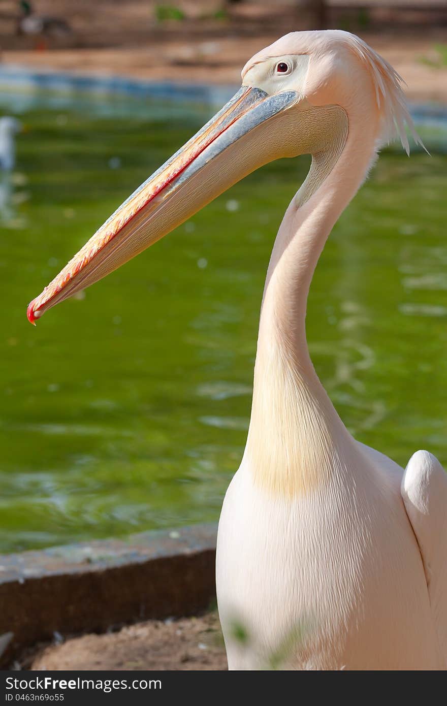 Portrait of a pink pelican