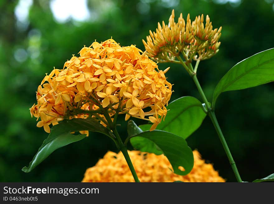 Ixora yellow flowers