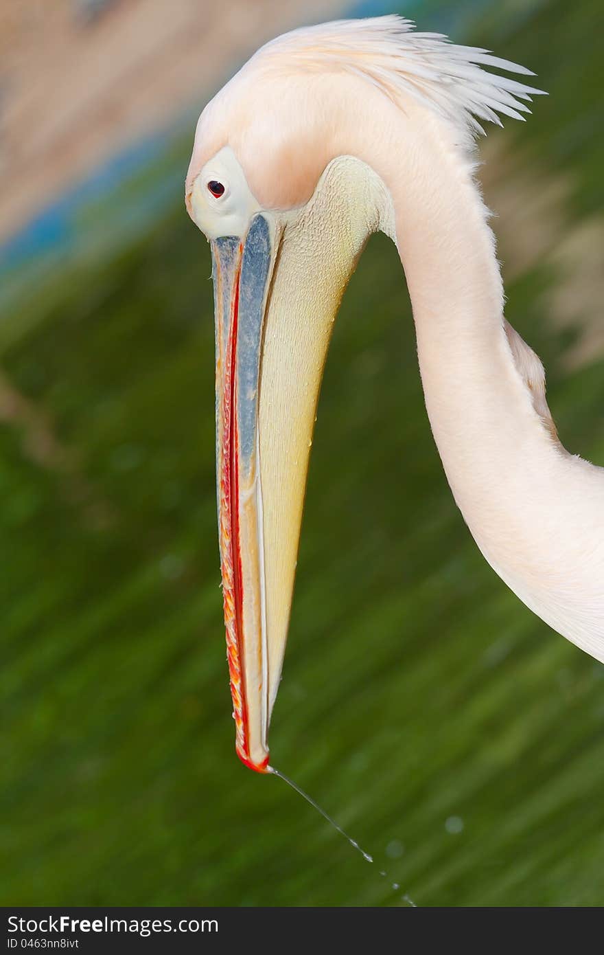 Portrait of a pink pelican