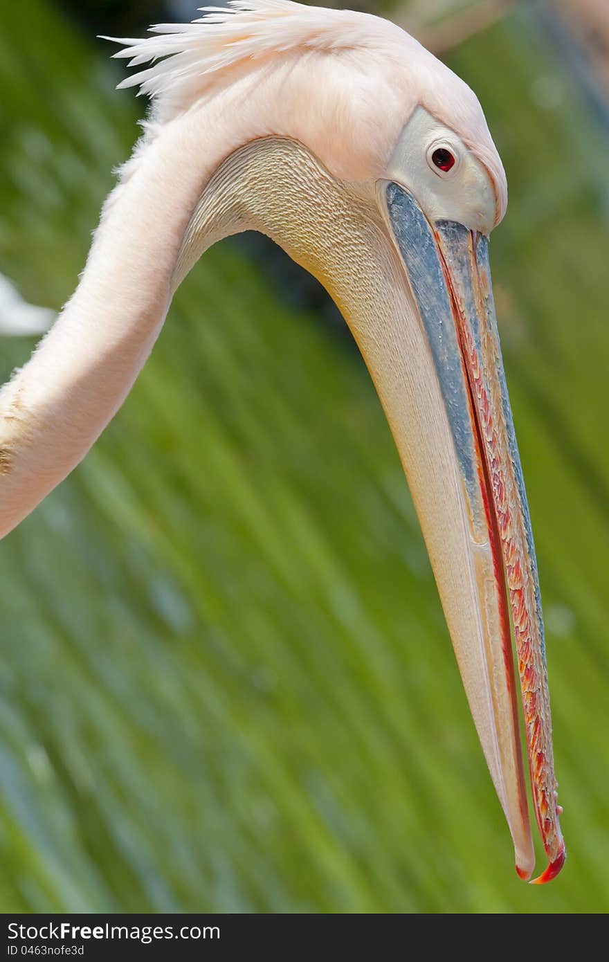 Portrait of a pink pelican