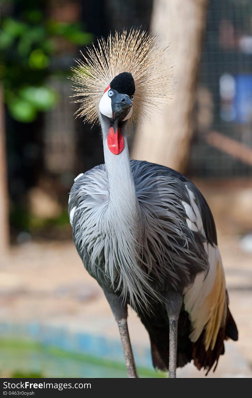 Crowned crane shows it self in the zoo