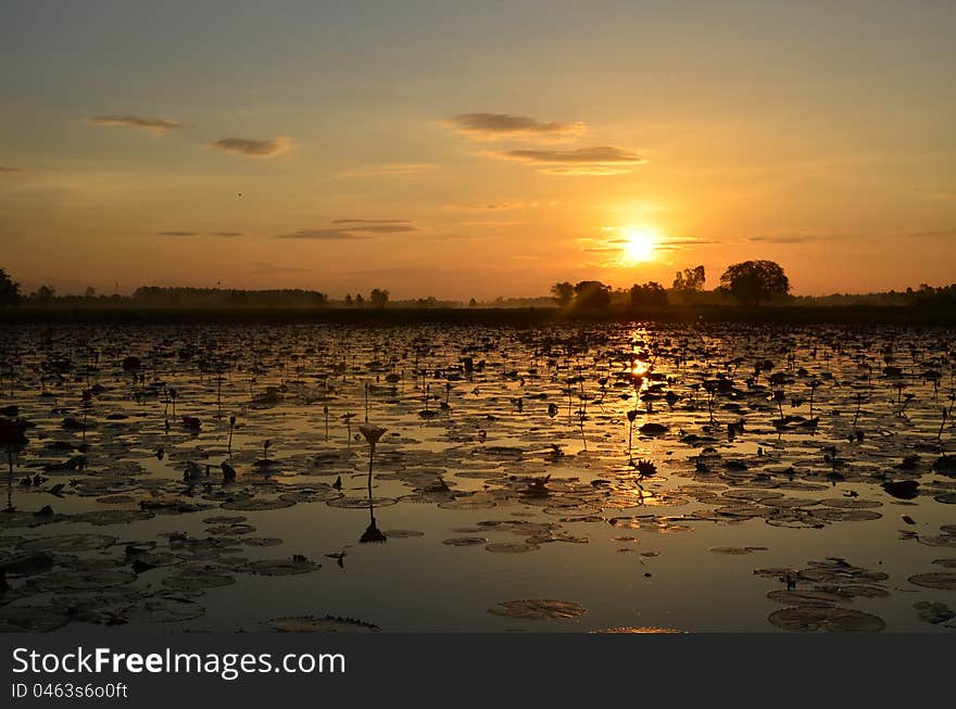 Early summer morning sun hits in asia