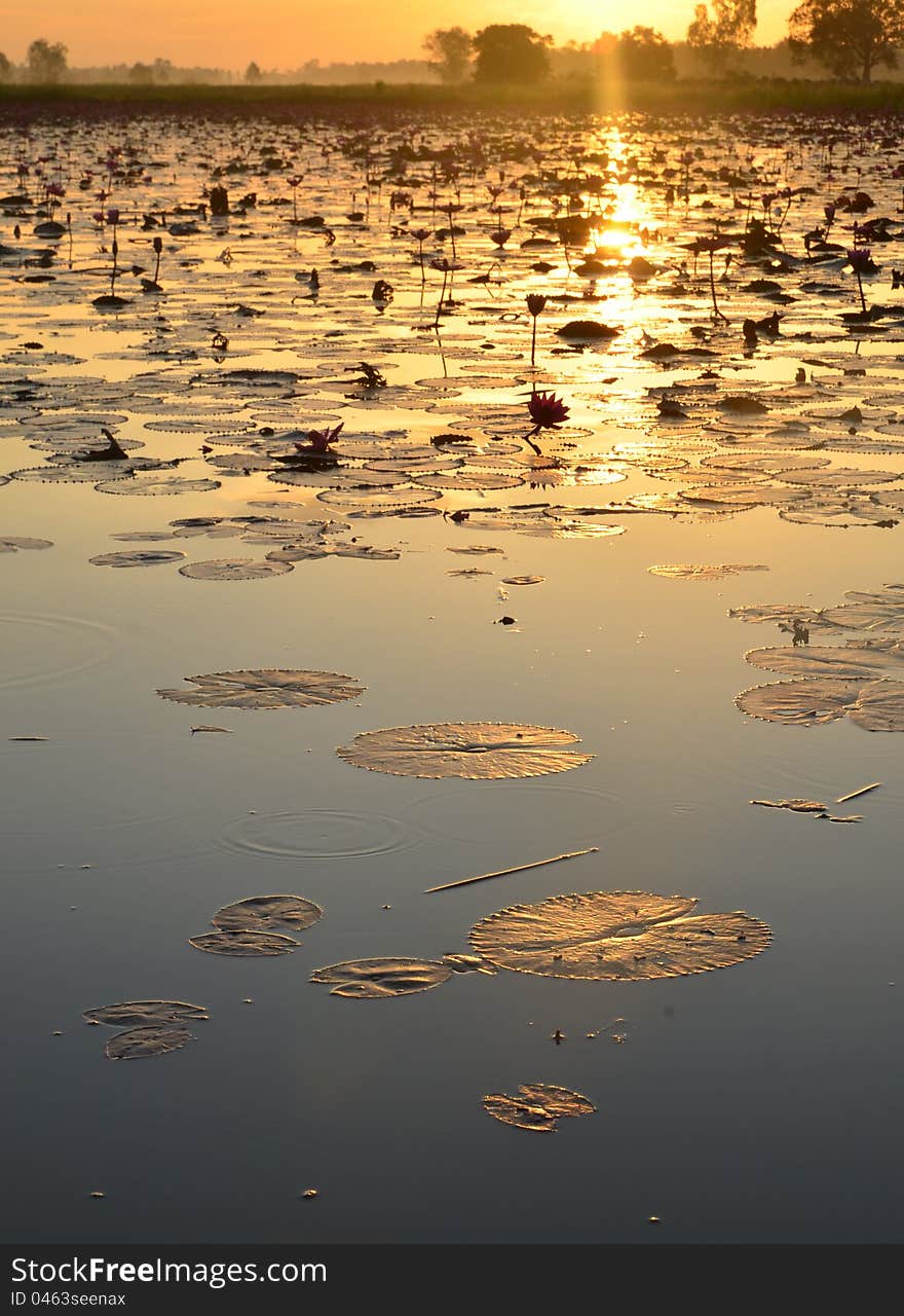 Early summer morning sun hits in asia