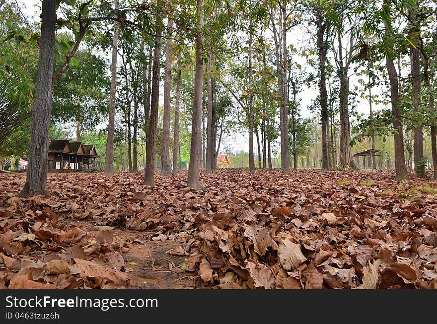 Dry leaf on ground in tropical forest