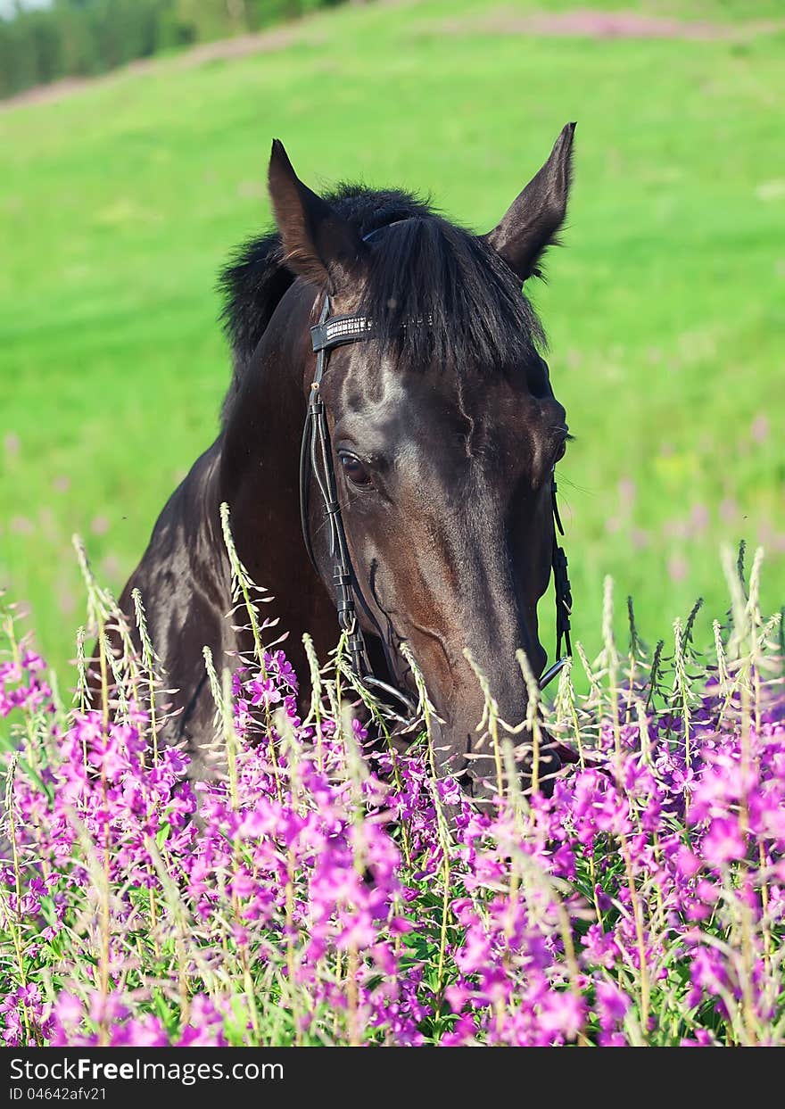 Portrait Of Nice Black Horse Near The Flowers