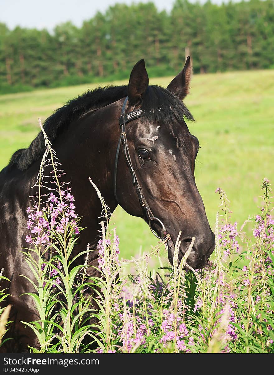 Portrait Of Nice Black Horse Near The Flowers