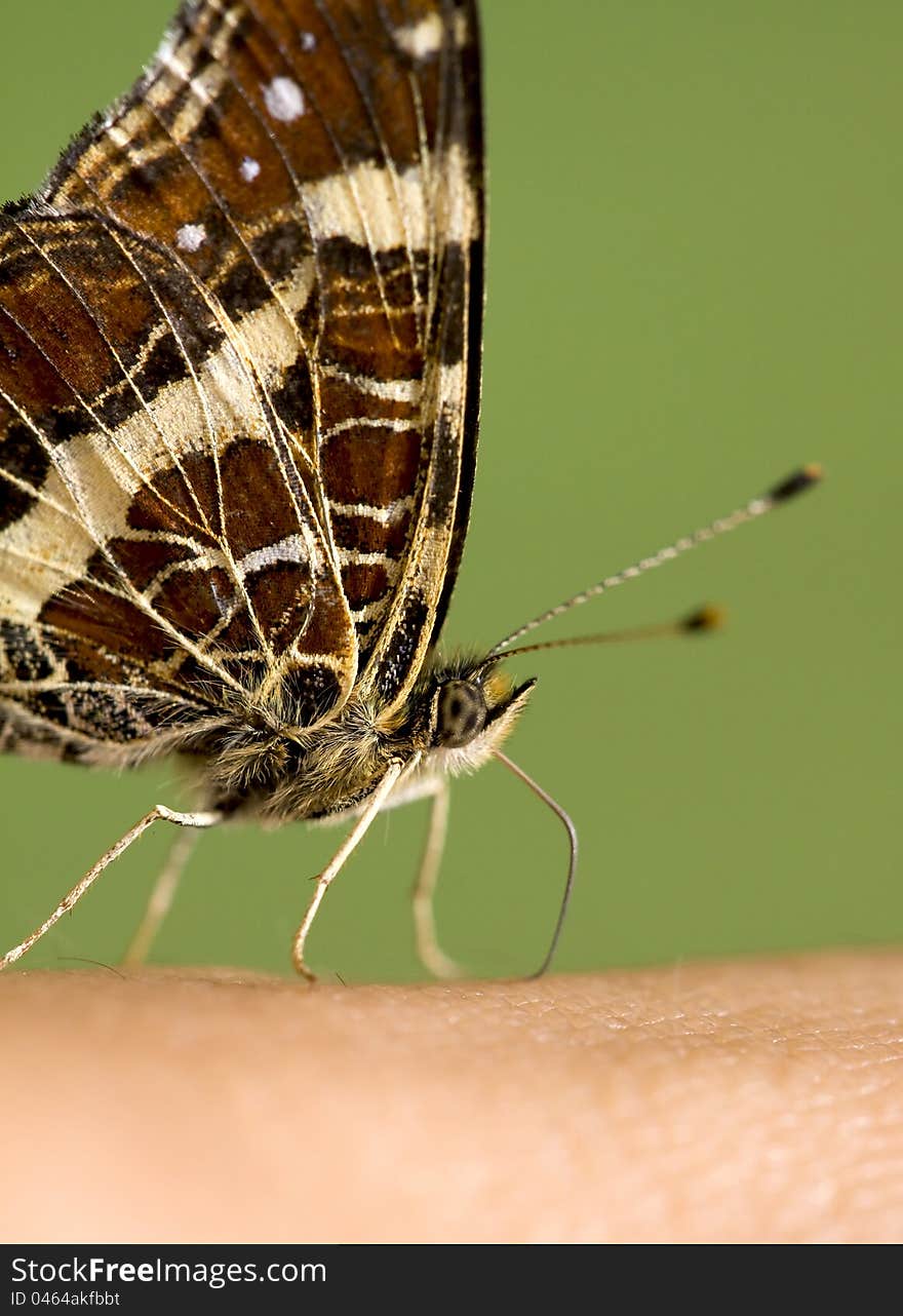 Butterfly sitting on a hand