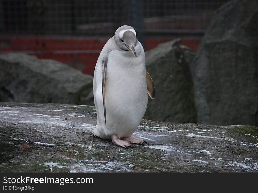 Penguin on Rock