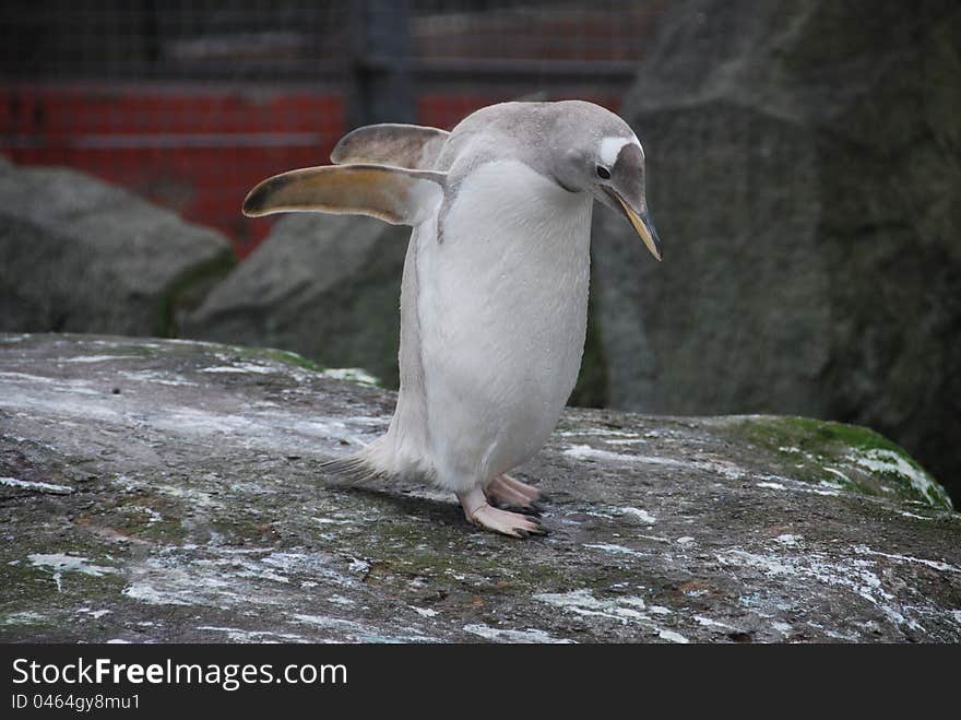 Penguin Flapping Wings