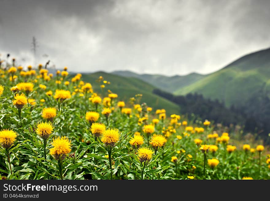 Mountain meadows with wild yellow flowers, Abkhazia. Mountain meadows with wild yellow flowers, Abkhazia