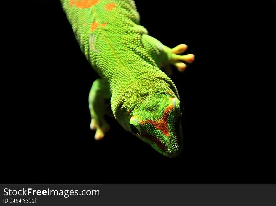 Gecko