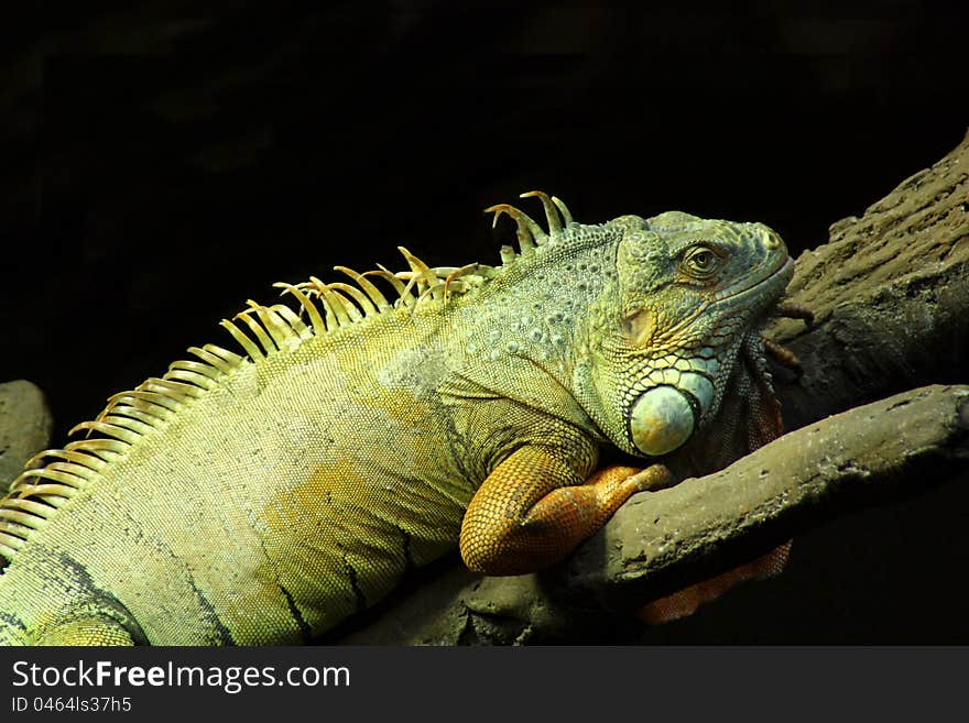 Green Iguana