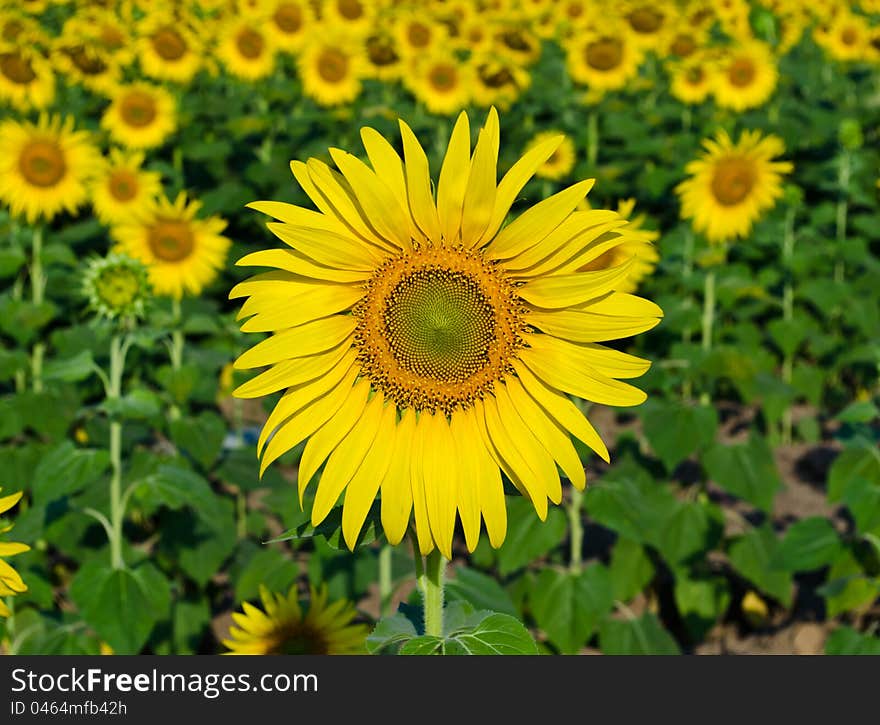 Sunflower blooming