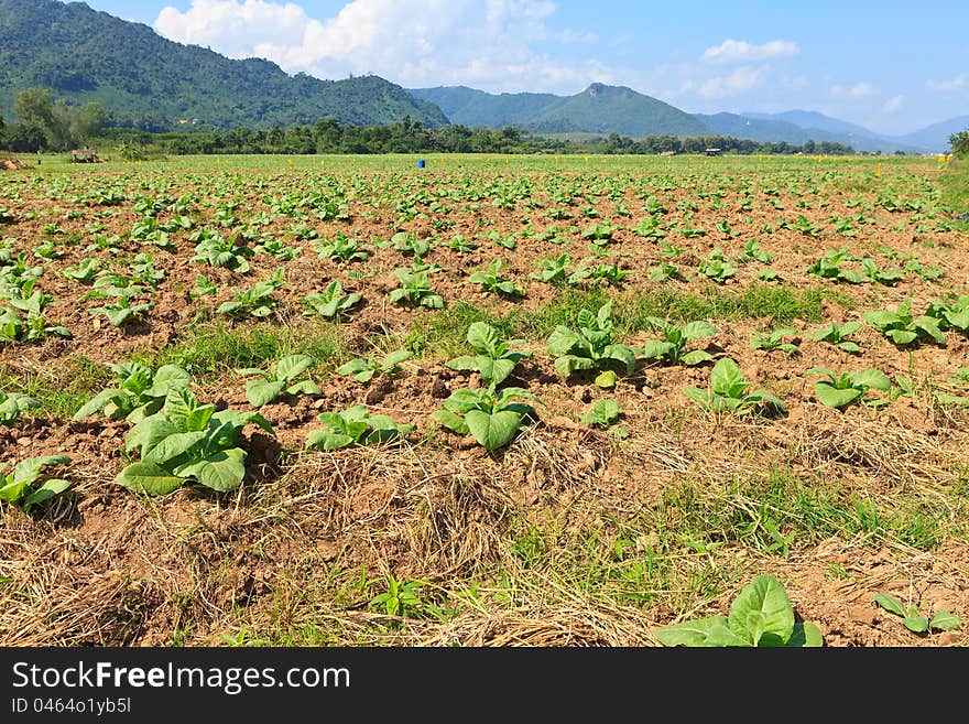 Cabbage field