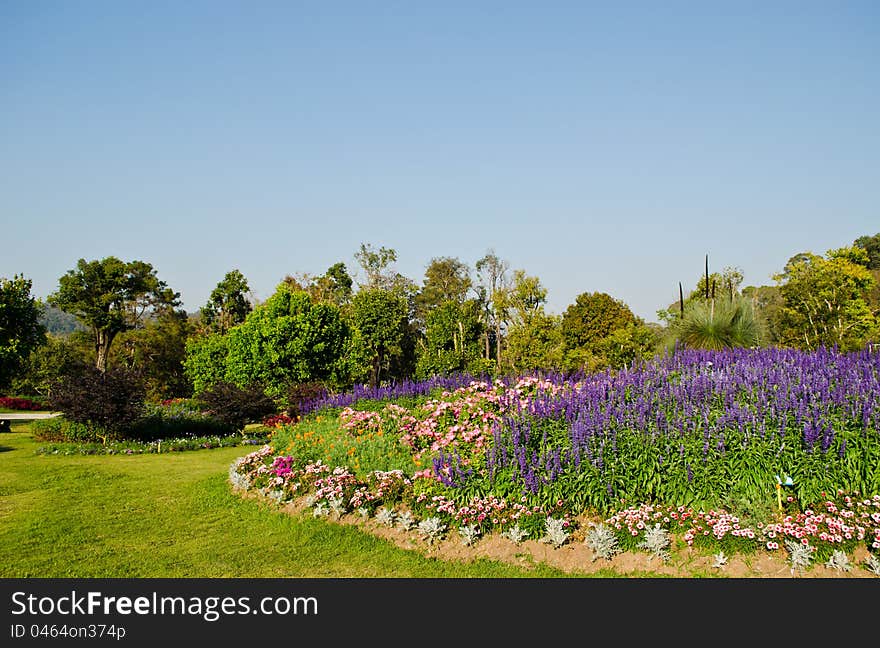 Flower and trees in park