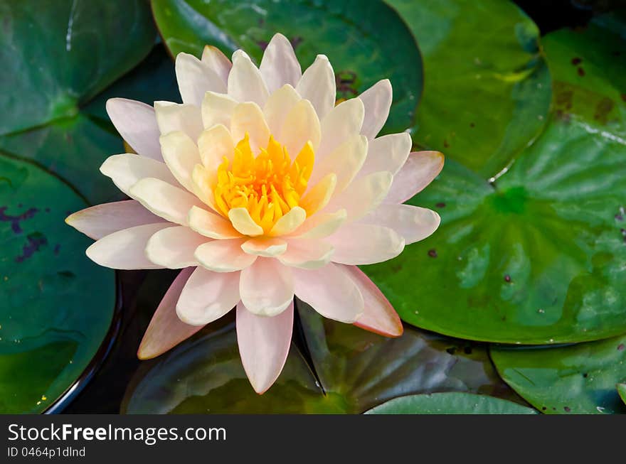 Mangala-ubol,Thai beautiful lotus blooming in pond