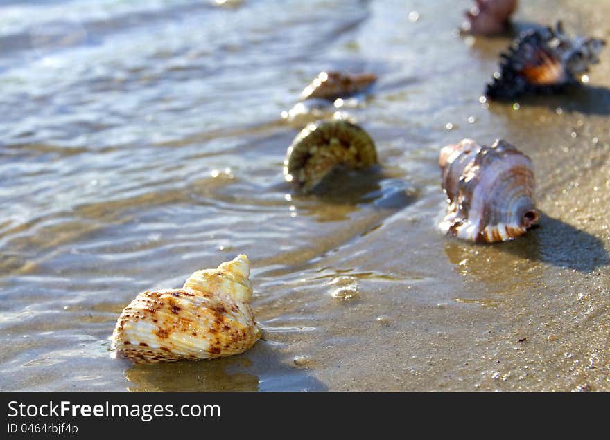 Cockleshells lie on sand