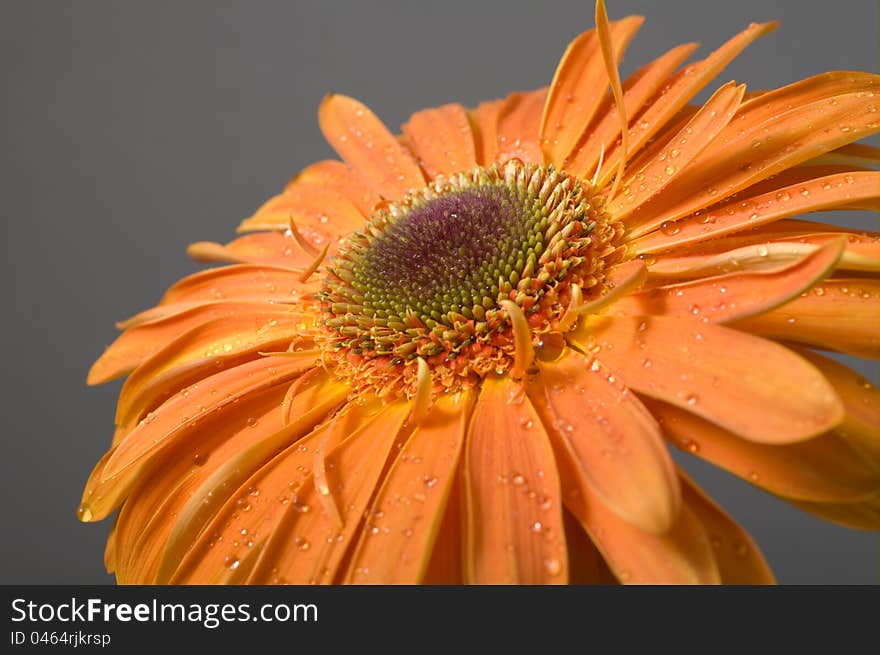 Gerbera with drops of water on petals