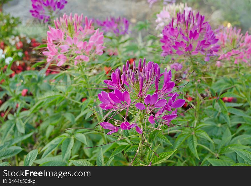 Cleome spinosa ,flower blooming in garden