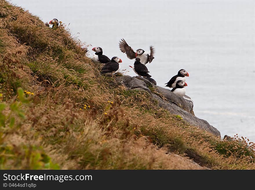 Cute puffin bird - symbol of Iceland