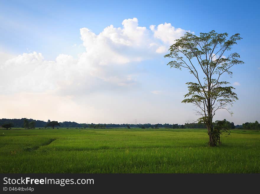 Rice fields with trees, Thailand