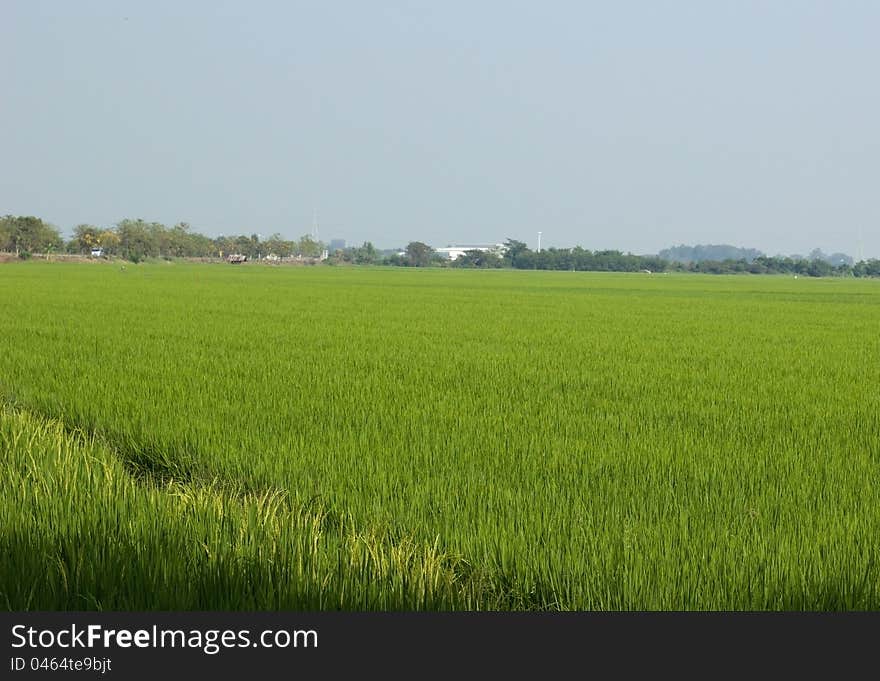 Fields with an outdoor canopy. Fields with an outdoor canopy.