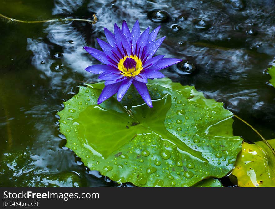 Purple lotus blossom with leaves in the pool. Purple lotus blossom with leaves in the pool.