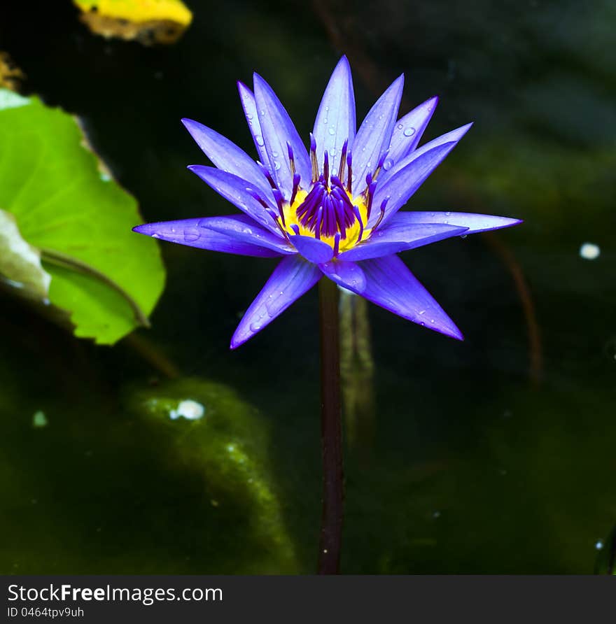 Purple lotus blossom with leaves in the pool. Purple lotus blossom with leaves in the pool.