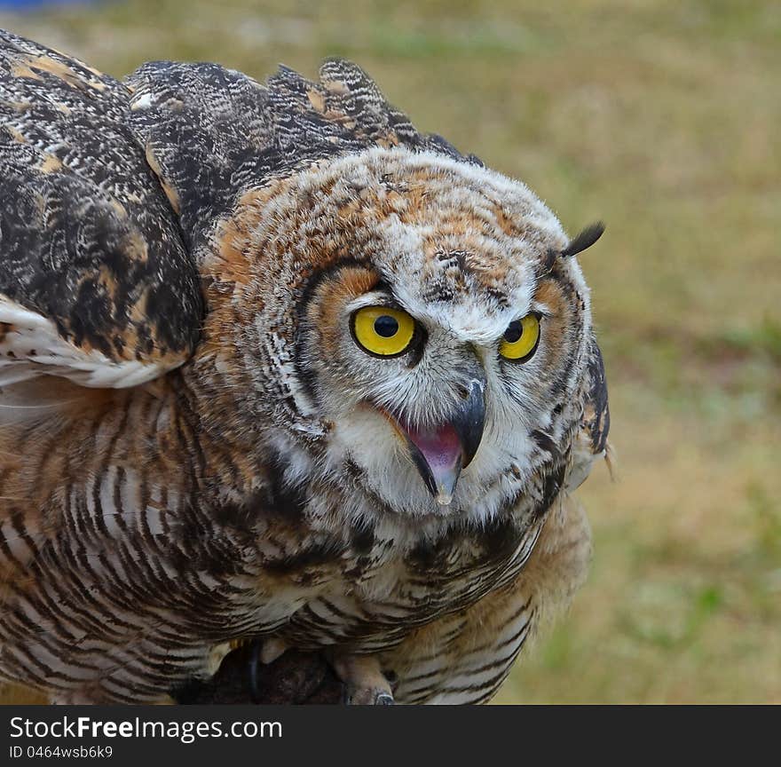 A closeup of a horned owl.