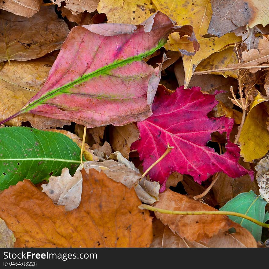 Fall leaves with color. Fall leaves with color.