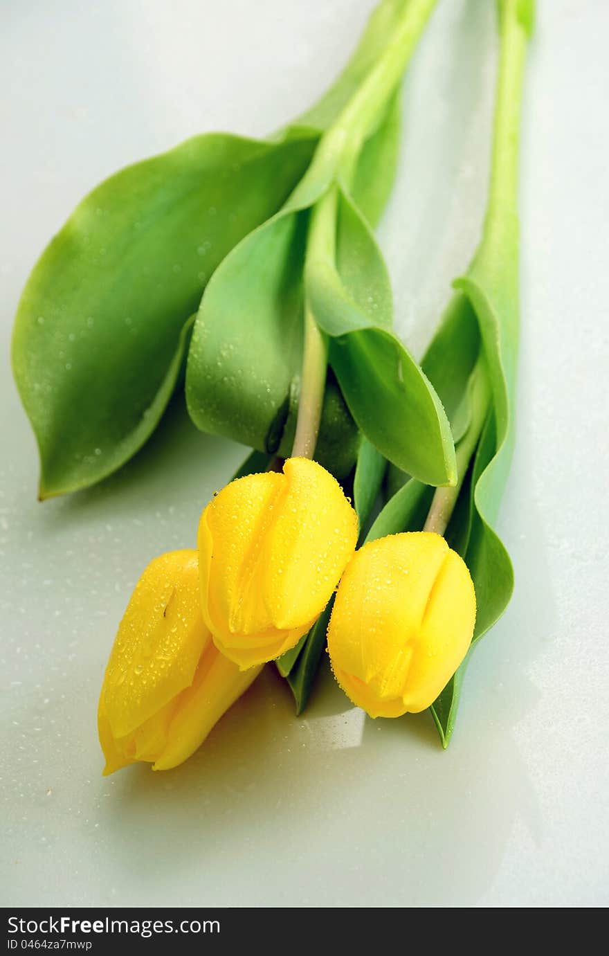 Yellow tulips