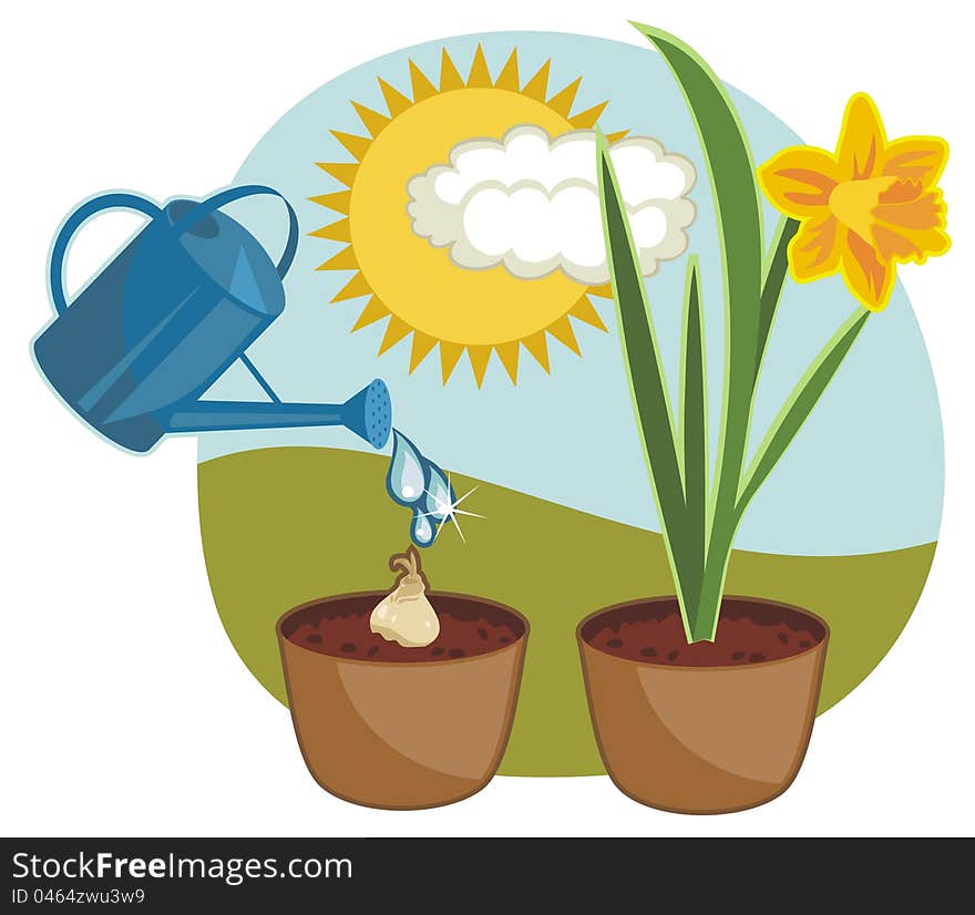 Indoor growing daffodil with outdoor background